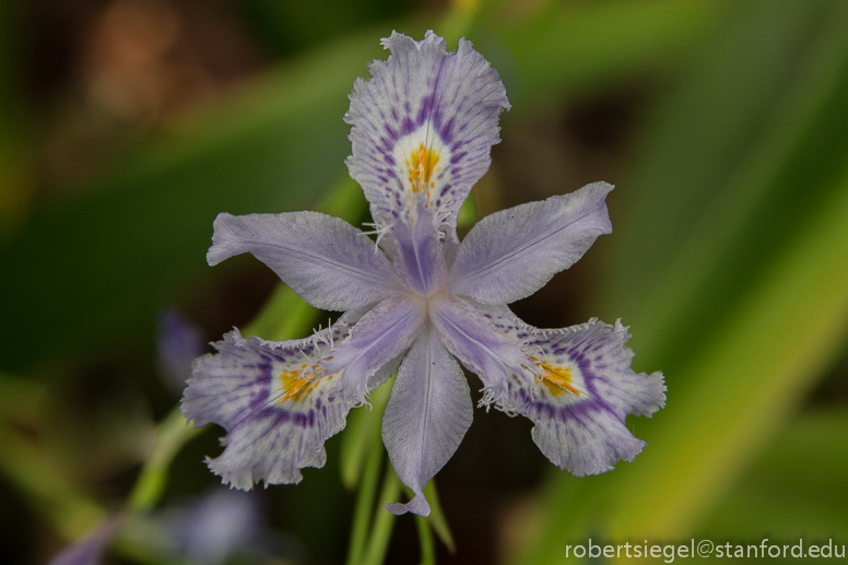 iris